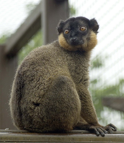 photolemur photolemur